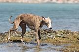 WHIPPET 064